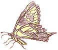 Pale swallowtail illustration.